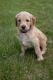 Goldendoodle Puppies for sale in Flint Twp, MI, USA. price: NA