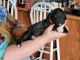 Goldendoodle Puppies for sale in Gibsonburg, OH 43431, USA. price: NA