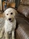 Goldendoodle Puppies for sale in Evansville, IN, USA. price: NA
