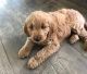 Goldendoodle Puppies for sale in Irvington, NJ 07111, USA. price: $633