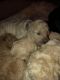 Goldendoodle Puppies for sale in Sandy, OR 97055, USA. price: NA