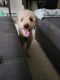Goldendoodle Puppies for sale in Seattle, WA 98104, USA. price: $1,000