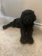 Goldendoodle Puppies for sale in Conroe, TX 77304, USA. price: NA
