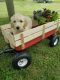 Goldendoodle Puppies for sale in Rich Creek, VA 24147, USA. price: NA