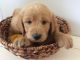 Goldendoodle Puppies for sale in Chatsworth, GA 30705, USA. price: NA
