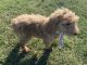 Goldendoodle Puppies for sale in Thousand Oaks, CA, USA. price: NA