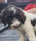 Goldendoodle Puppies for sale in Little Rock, AR, USA. price: NA