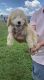 Goldendoodle Puppies for sale in Ligonier, IN 46767, USA. price: NA