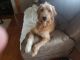 Goldendoodle Puppies for sale in Hurricane, WV, USA. price: $1,000
