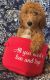 Goldendoodle Puppies for sale in Waterford Twp, MI, USA. price: $500