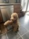 Goldendoodle Puppies for sale in Hanover, PA 17331, USA. price: $1,000