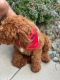 Goldendoodle Puppies for sale in Youngstown, OH, USA. price: NA