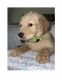 Goldendoodle Puppies for sale in San Bernardino, CA 92411, USA. price: NA