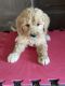 Goldendoodle Puppies for sale in Orleans, IN 47452, USA. price: NA