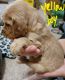 Goldendoodle Puppies for sale in Meridian, ID, USA. price: $800