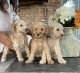 Goldendoodle Puppies for sale in Chicago, IL, USA. price: $1,500