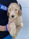 Goldendoodle Puppies for sale in Downey, CA, USA. price: $3,000
