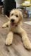 Goldendoodle Puppies for sale in Philadelphia, PA, USA. price: $1,800