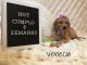 Goldendoodle Puppies for sale in Cypress Pkwy, Florida, USA. price: NA