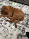 Goldendoodle Puppies for sale in Crofton, MD, USA. price: NA