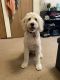 Goldendoodle Puppies for sale in Iowa City, IA, USA. price: NA