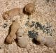Goldendoodle Puppies for sale in Levels, WV 26763, USA. price: NA