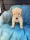 Goldendoodle Puppies for sale in Puyallup, WA, USA. price: NA