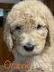 Goldendoodle Puppies for sale in Prophetstown, IL 61277, USA. price: $1,800