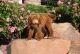 Goldendoodle Puppies for sale in Willard, UT 84340, USA. price: $800