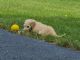 Goldendoodle Puppies for sale in Yorkville, IL, USA. price: $2,250