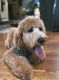 Goldendoodle Puppies for sale in Lubbock, TX, USA. price: NA