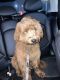 Goldendoodle Puppies for sale in Queens, NY, USA. price: NA