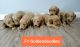 Goldendoodle Puppies for sale in Cullman, AL, USA. price: $1,500