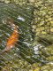 Goldfish Fishes for sale in 380 Ridge Rd, Cedar Grove, NJ 07009, USA. price: NA