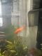 Goldfish Fishes for sale in Richmond Hill, GA 31324, USA. price: $50
