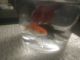 Goldfish Fishes for sale in Detroit, MI, USA. price: NA