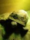 Gopher Tortoise Reptiles