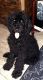 Gordon Setter Puppies for sale in Spartanburg, SC 29303, USA. price: $1,000