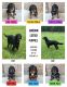Gordon Setter Puppies for sale in Maysville, MO 64469, USA. price: NA