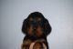 Gordon Setter Puppies for sale in Trufant, Michigan. price: $1,200