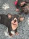 Gordon Setter Puppies for sale in Montgomery, AL, USA. price: NA