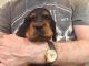 Gordon Setter Puppies for sale in Atlanta, GA, USA. price: $400