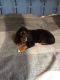 Gordon Setter Puppies for sale in NJ-17, Paramus, NJ 07652, USA. price: $650