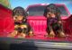 Gordon Setter Puppies for sale in Los Angeles, CA, USA. price: $400