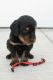 Gordon Setter Puppies for sale in Lewiston, UT 84320, USA. price: $500