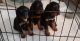 Gordon Setter Puppies for sale in Buffalo, MN 55313, USA. price: $500