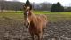 Grade Horse Horses for sale in East Canton, OH 44730, USA. price: $800
