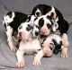 Grand Gascon Saintongeois Puppies