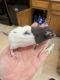 Gray-Headed Thicket Rat Rodents