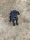 Great Dane Puppies for sale in Beaumont, CA, USA. price: NA